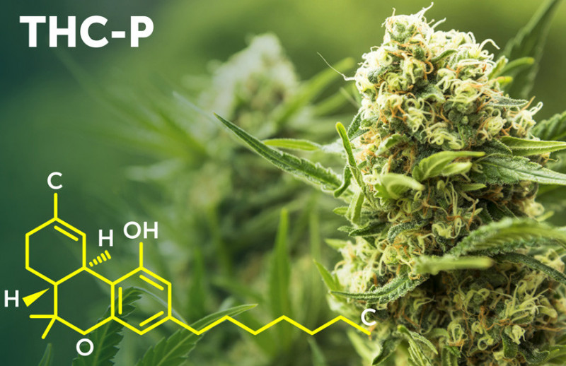 THC-P: Nová hvězda mezi kanabinoidy