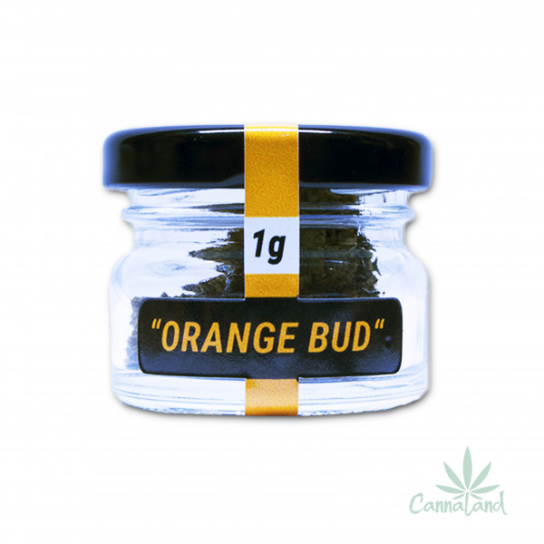 CBD Orange Bud